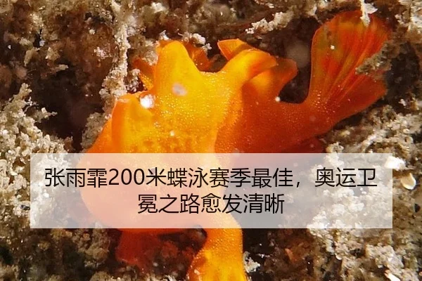 张雨霏200米蝶泳赛季最佳，奥运卫冕之路愈发清晰